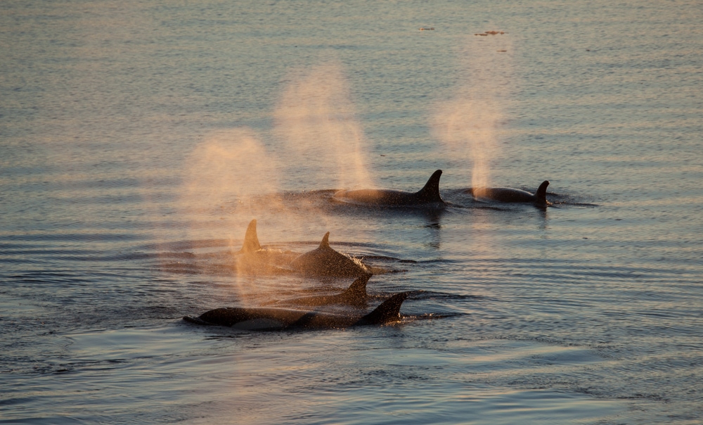 Five whales swimming at the surface of the ocean to breathe