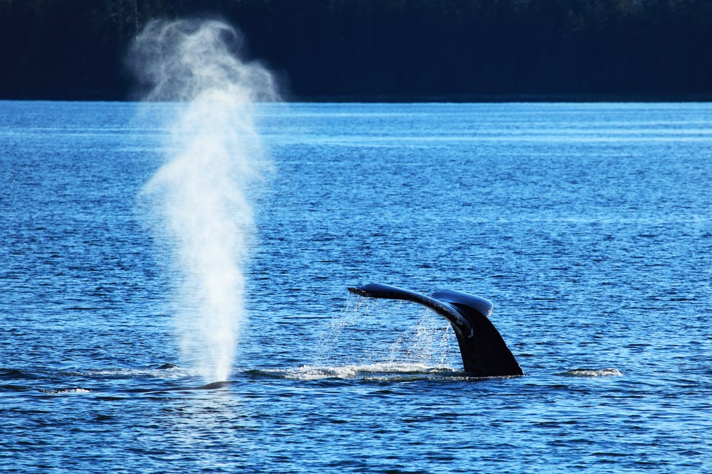 Whale diving down the ocean after breathing
