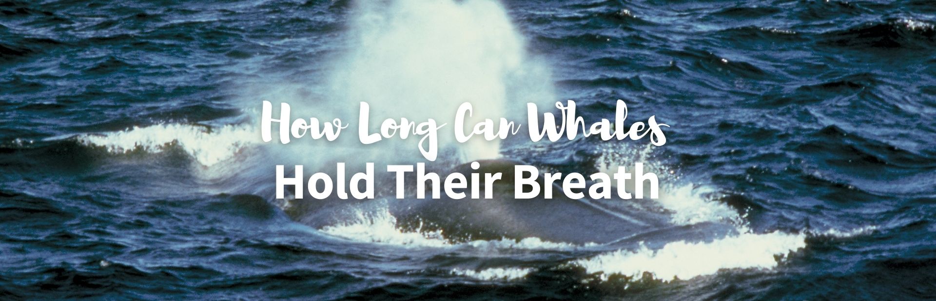 How long can whales hold their breath featured image