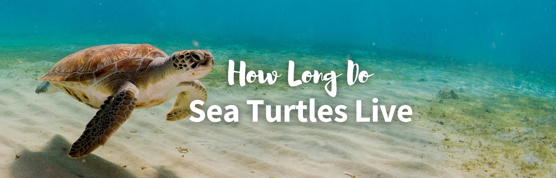 how long do sea turtles live featured image