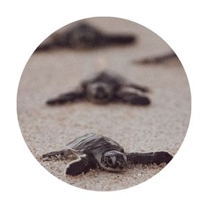 newly hatched leatherback sea turtle on the way to the sea
