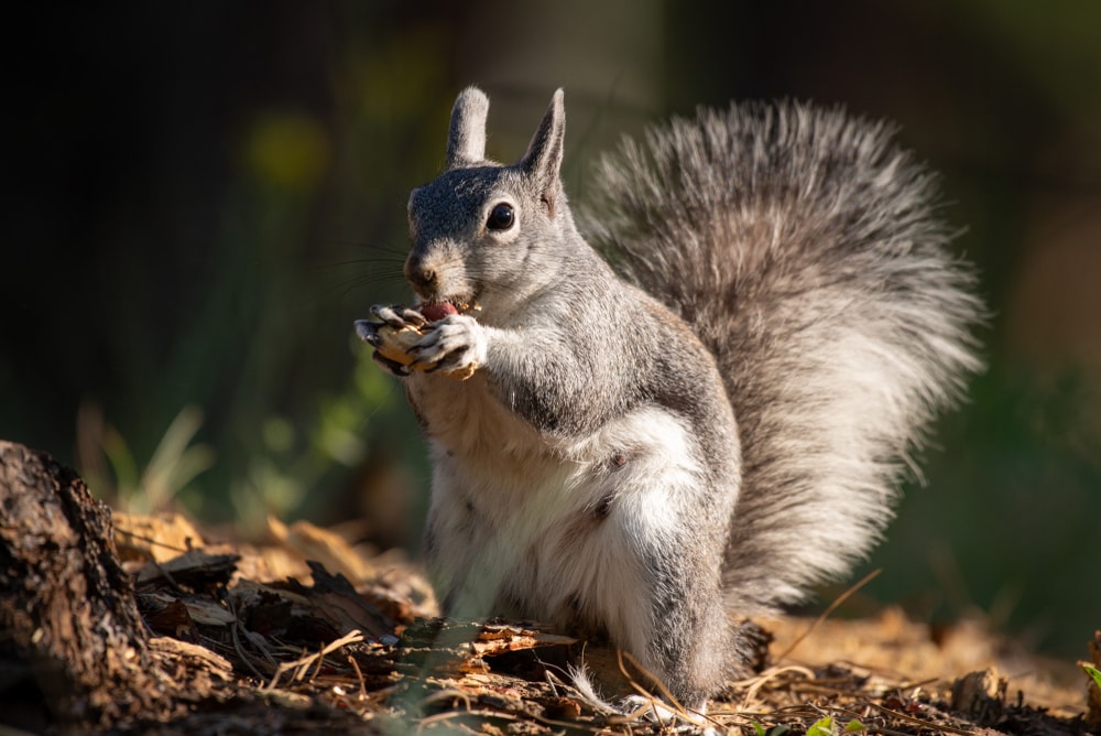 an Abert squirrel or Tassel-eared squirrel eating on the ground