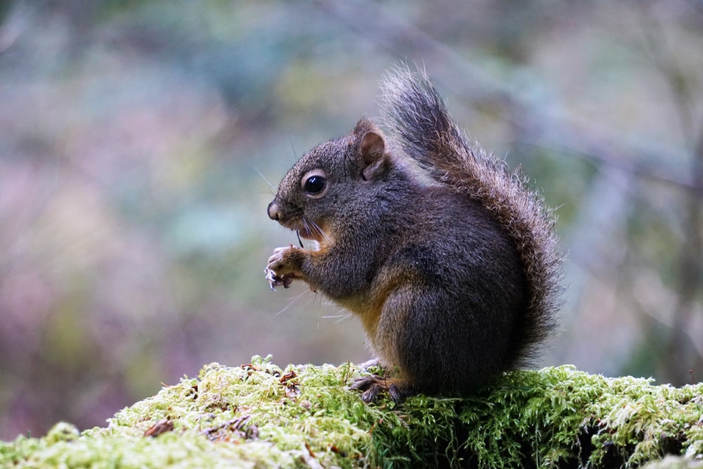 A Douglas squirrel (Tamiasciurus douglasii) on a mossy tree stub in Pacific temperate rain forest