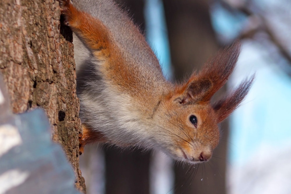 a tree squirrel hanging from a tree on a snowy day