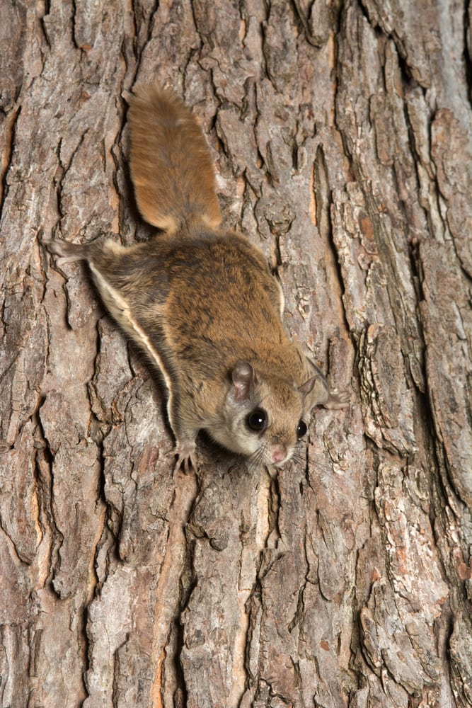 a southern flying squirrel on a tree bark