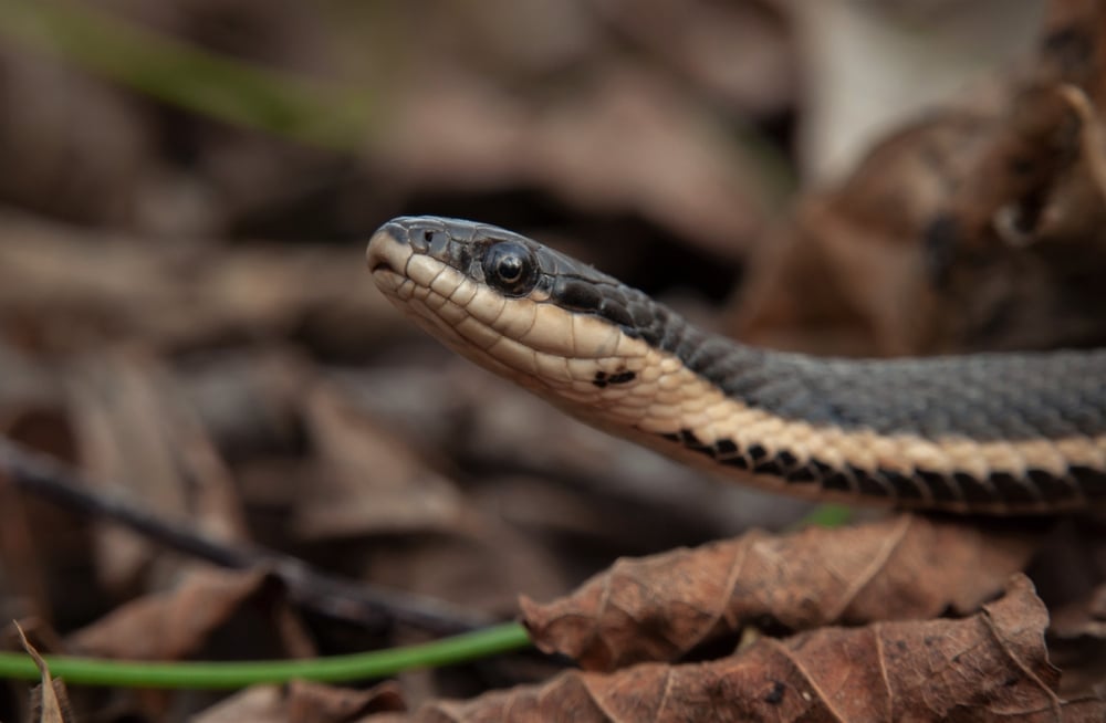 a macro shot portrait of a queen snake's head