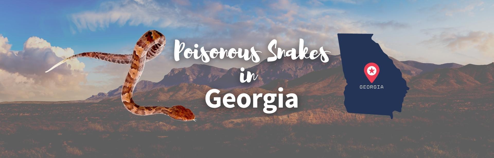 poisonous snakes in Georgia featured image