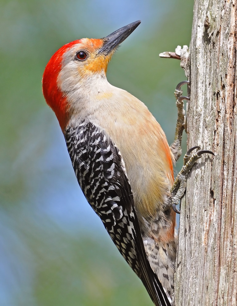 detailed vertical shot of a red-bellied woodpecker perched on a woo showing its red belly