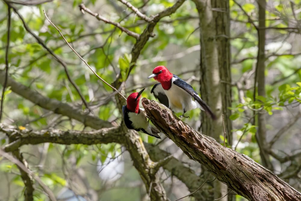 Two redhead facing each other