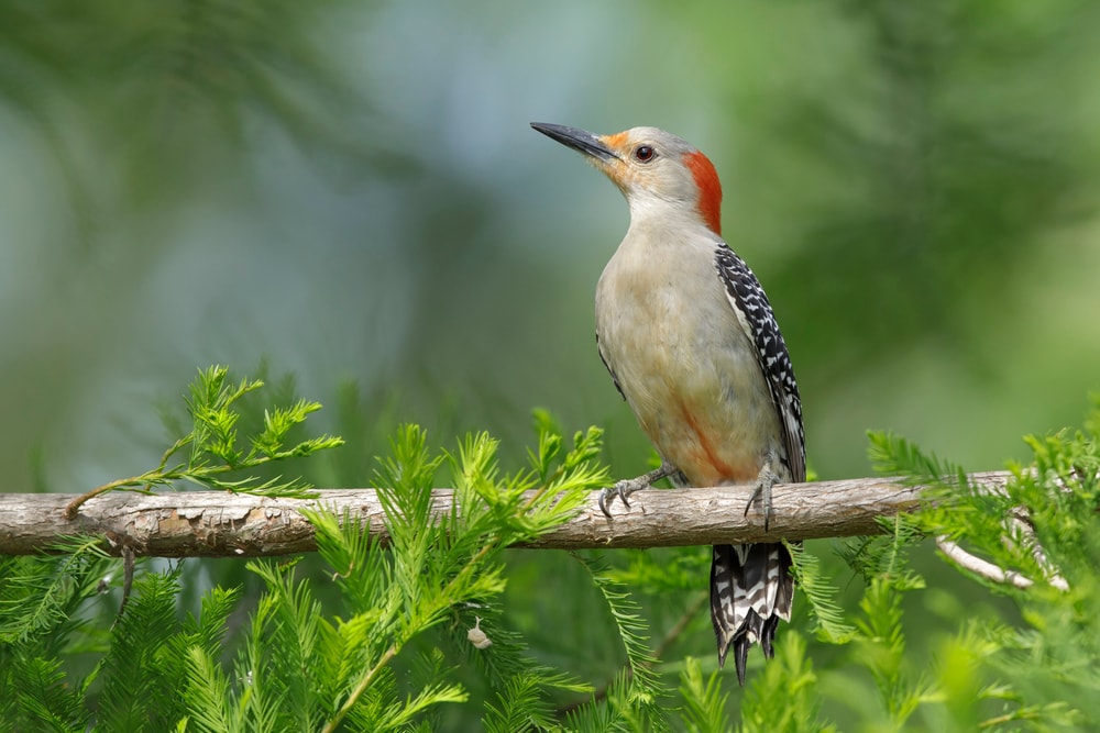 Red-Bellied Woodpecker (Melanerpes carolinus) standing on a thin wood