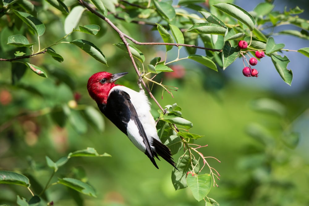 Red-Headed Woodpecker (Melanerpes erythrocephalus) holding on a leaf