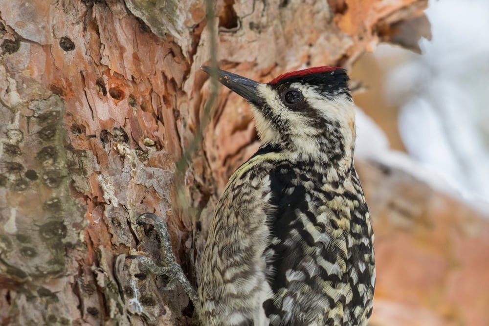 Yellow-Bellied Sapsucker (Sphyrapicus varius) pecking on a tree