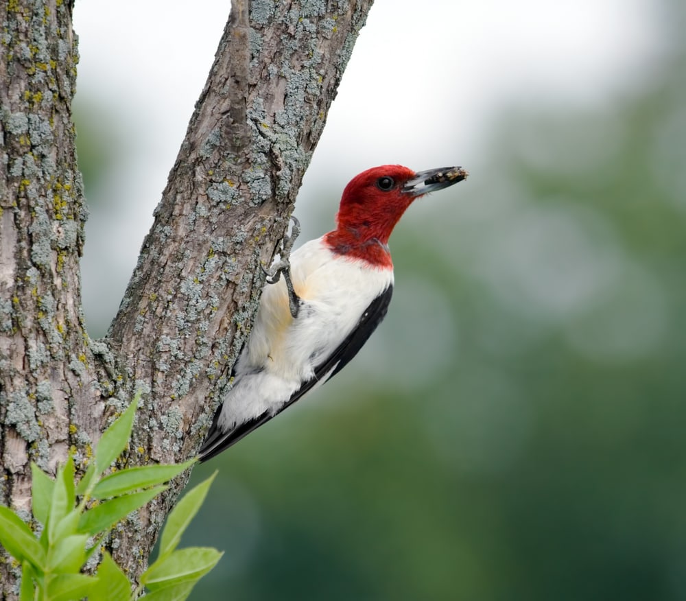 Red-Headed Woodpecker (Melanerpes erythrocephalus) with food on its beak