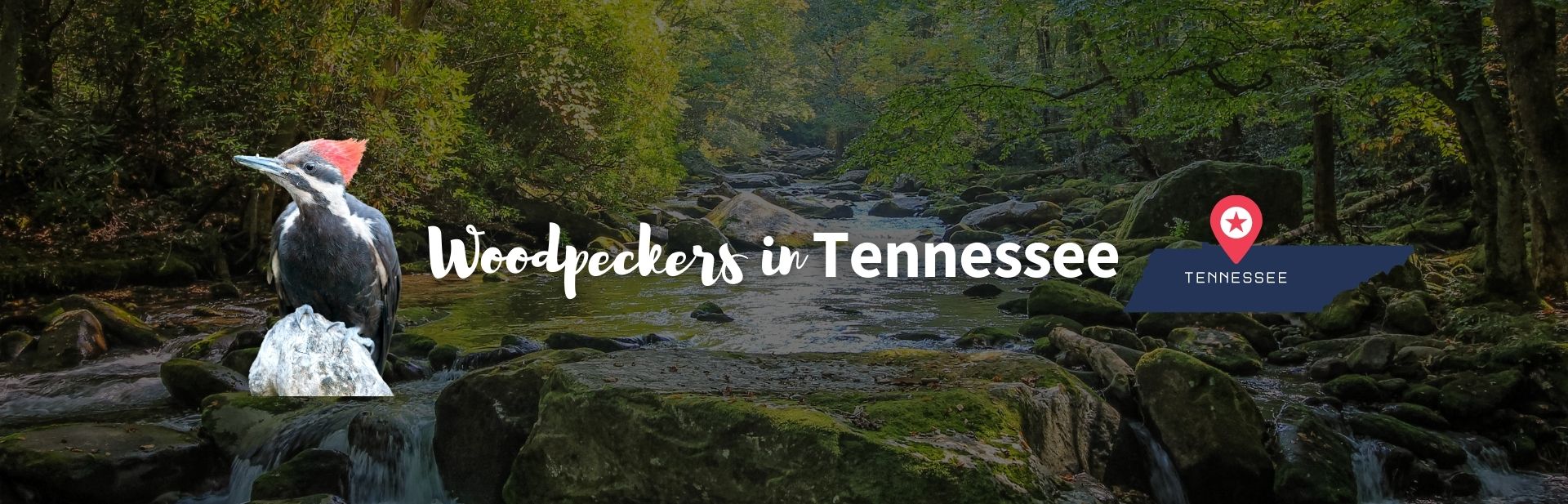 Woodpeckers in Tennessee featured image