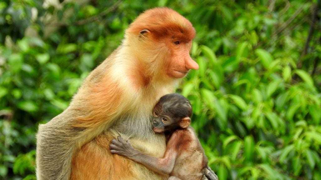 Proboscis Monkey (Nasalis larvatus) mother hugging its son