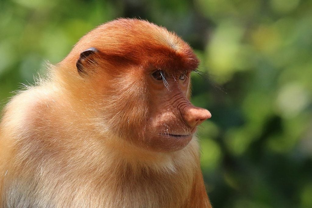 Close up shot of Proboscis Monkey (Nasalis larvatus)
