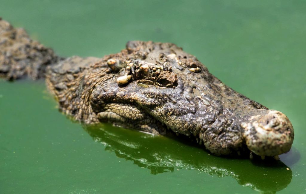 Crocodile getting out of a river to look