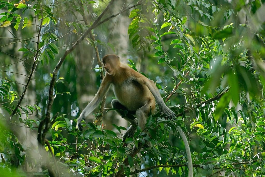 Proboscis Monkey (Nasalis larvatus) in the middle of a tree
