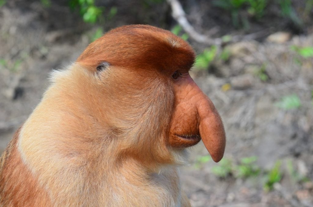 Side view of Proboscis Monkey (Nasalis larvatus)