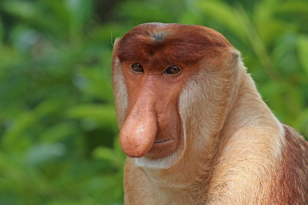 Focused shot of Proboscis Monkey (Nasalis larvatus)