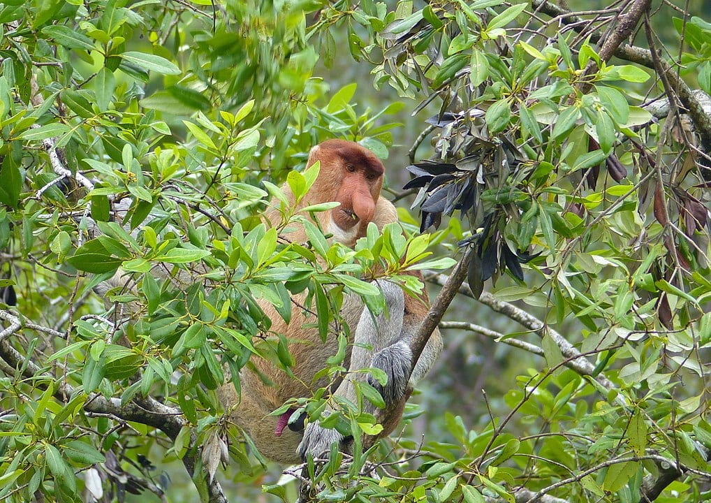 Proboscis Monkey (Nasalis larvatus) eating leaves on a tree