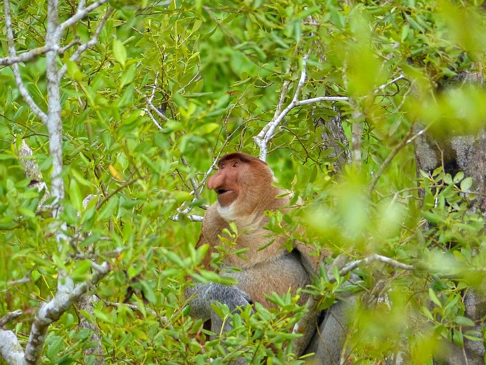 Proboscis Monkey (Nasalis larvatus) looking up the sky