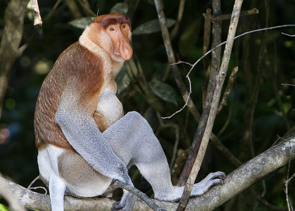 Proboscis Monkey (Nasalis larvatus) photographed at night