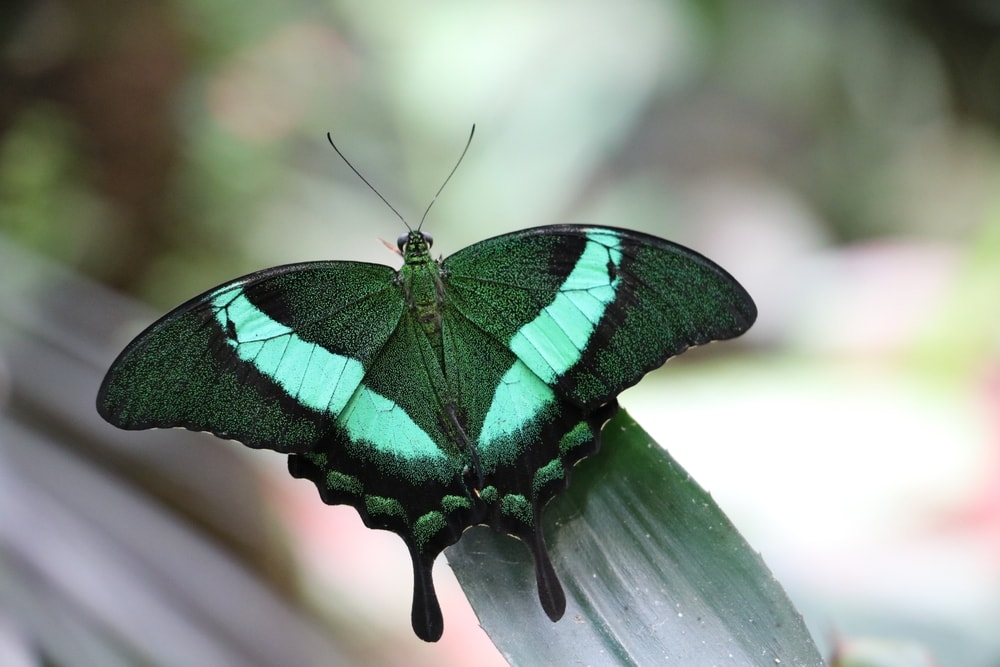 Malabar banded peacock swallowtail butterfly on a leaf.