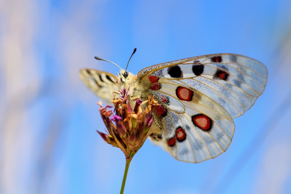a rare apollo butterfly on a flower