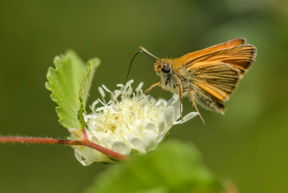 close up shot of a European skipper or Essex skipper feeding on a flower