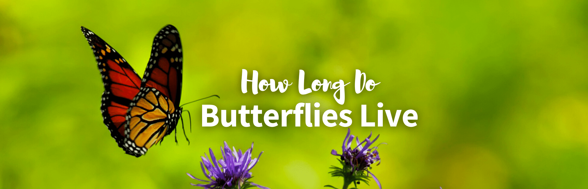 how long do butterflies live featured photo