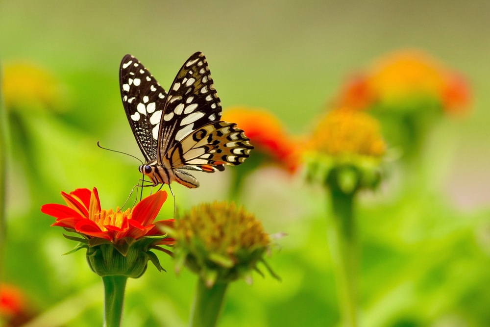 a lime butterfly sipping from a nectar
