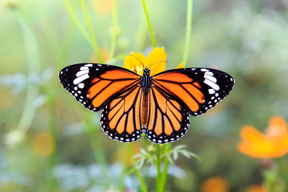 image of a monarch butterfly in a yellow flower