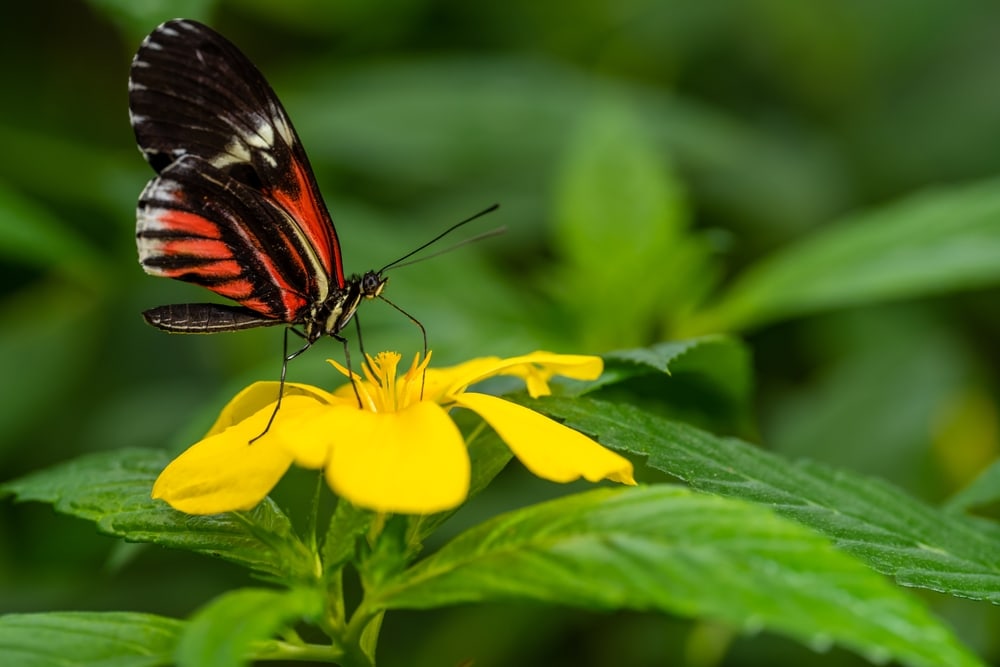 close-up of a butterfly filling its head and antennae with pollen as it feeds on a yellow flower.