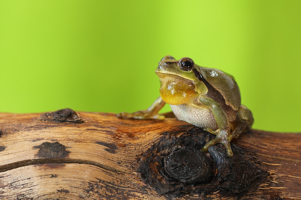 image of a common tree frog singing on top of a wood