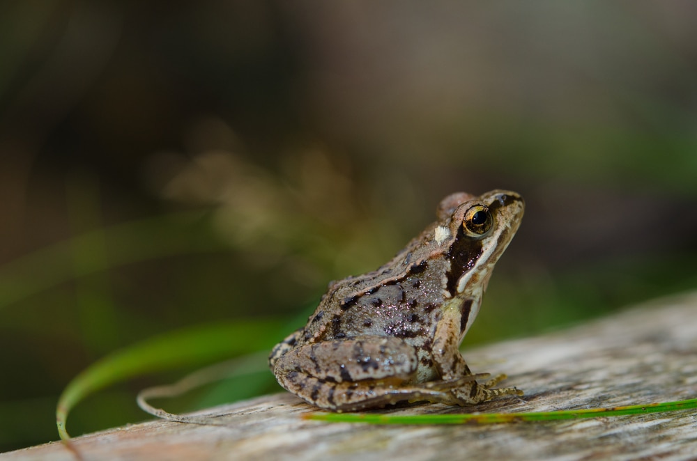 image of a common European brown frog 
