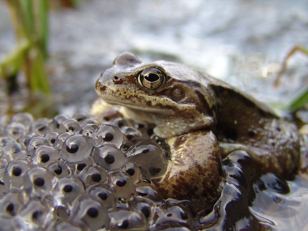 a common frog guarding her eggs
