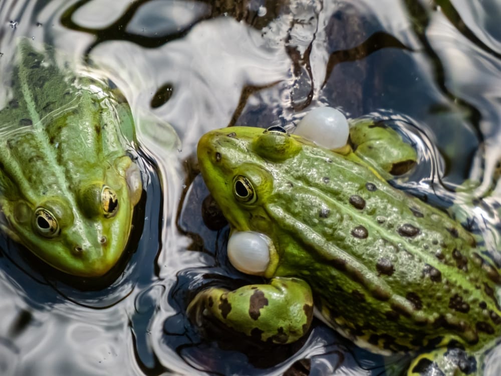 Close-up shot of the croacing common water frog or green frog (Pelophylax esculentus) blowing his vocal sacs in the water. 