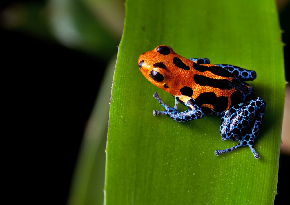 image of a red striped poison dart frog ona leaf