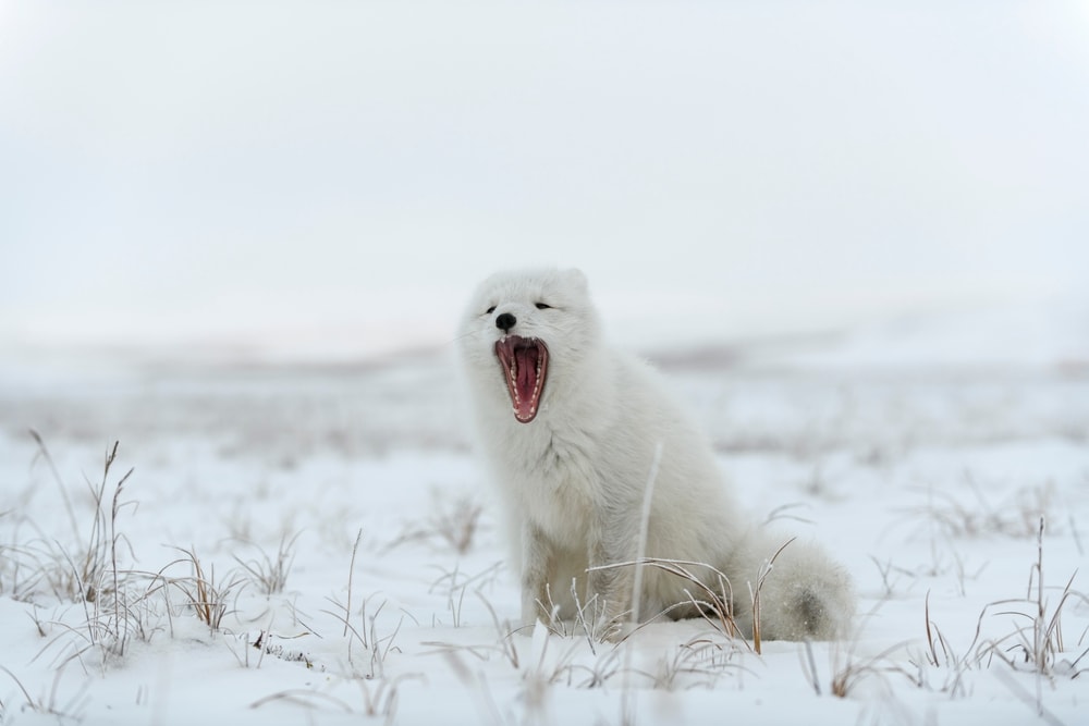 Arctic fox yawning in the middle of snow