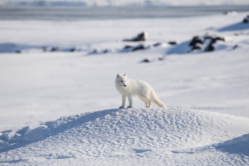 Arctic fox walking in the middle of snow
