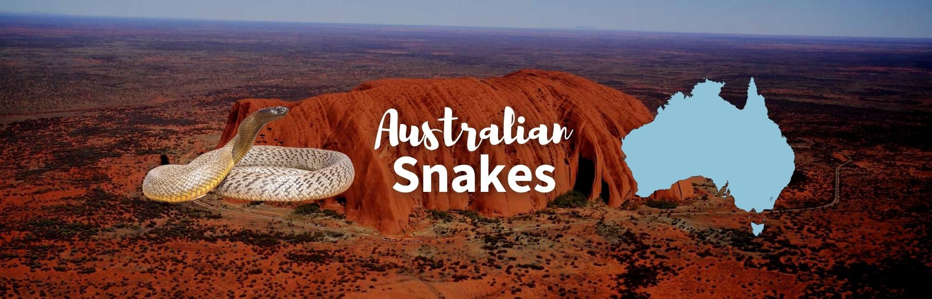 Australian Snakes featured image