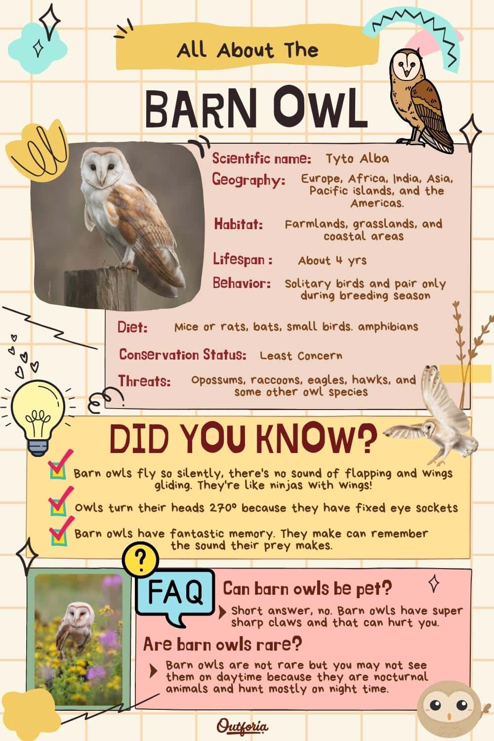 barn owl informative chart with images, facts, description and more
