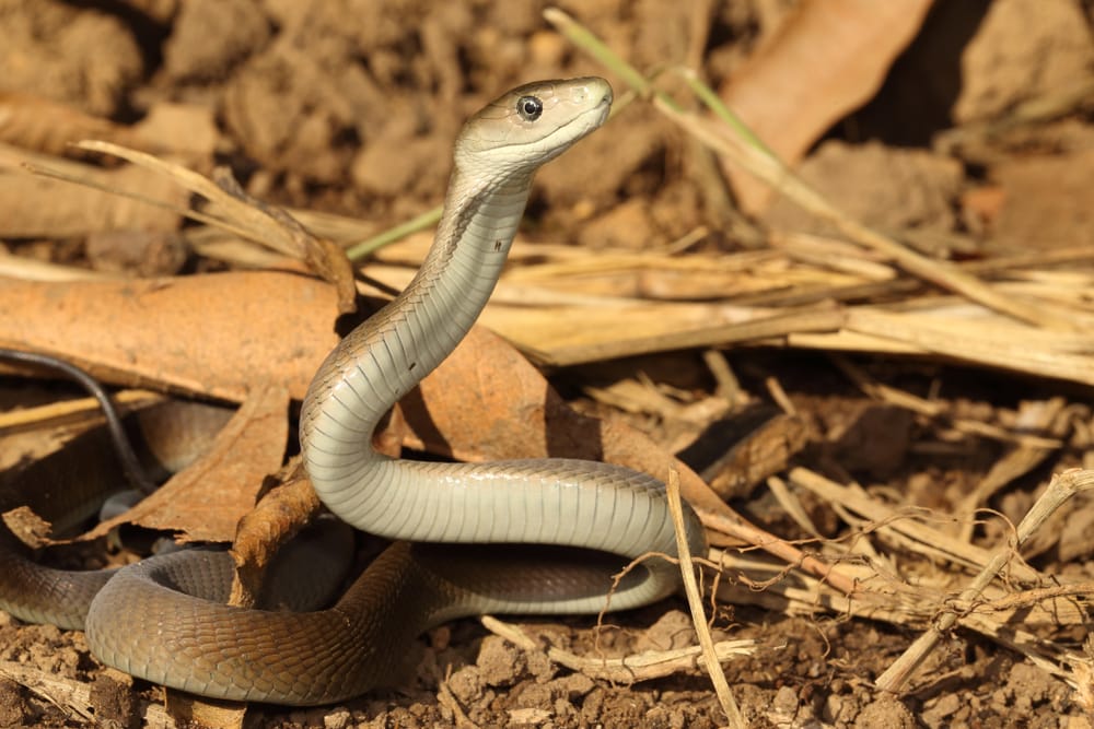 Black mamba getting out of dry leaves