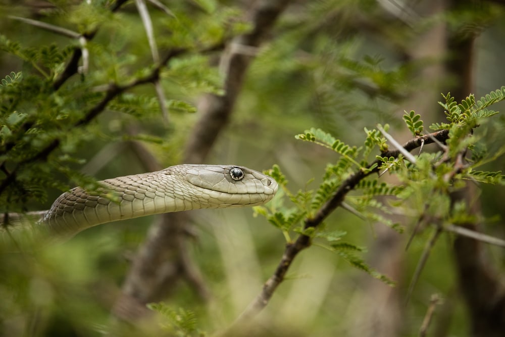 Black mamba in the middle of a tree