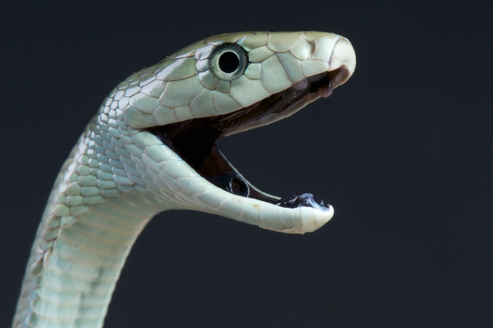 Close up photo of Black mamba's head on black background