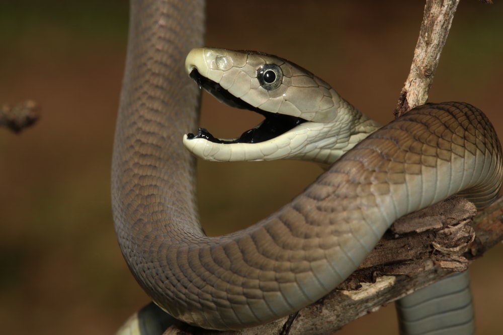 Black mamba circling on a wood