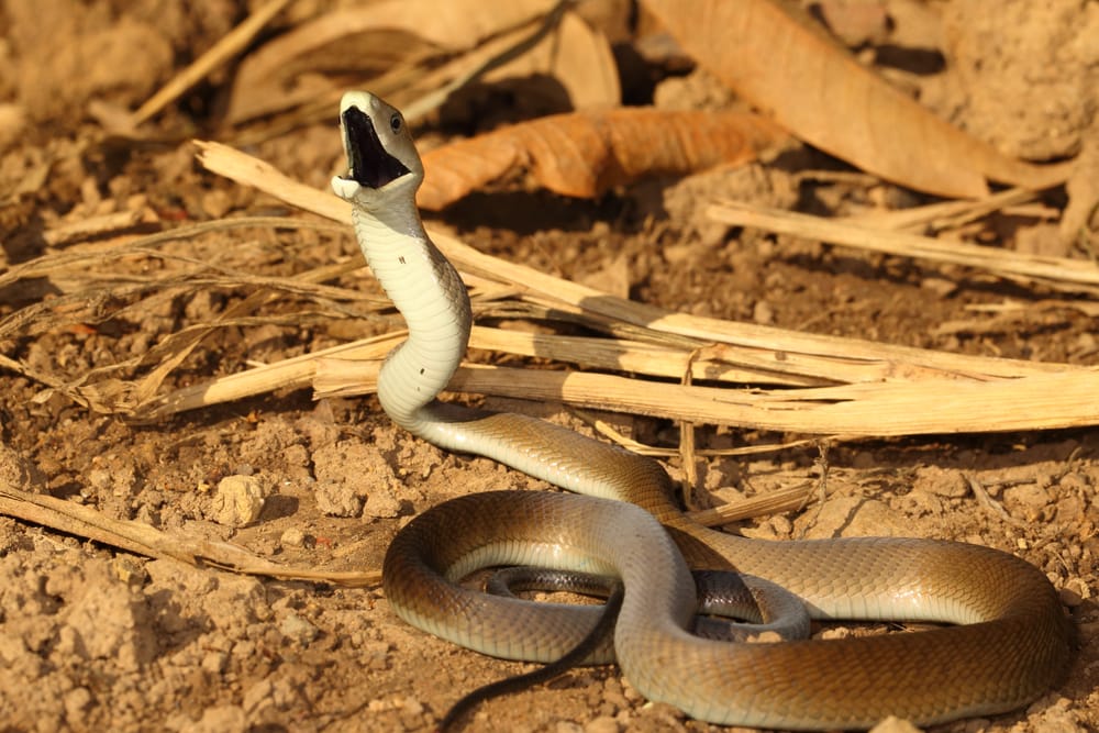Black mamba reaching up the sky
