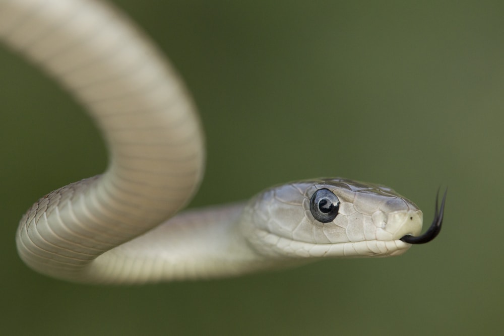 Black mamba hanging on a tree