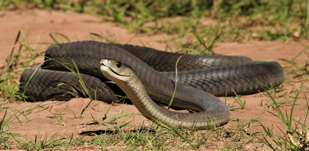 Black mamba crawling on sand
